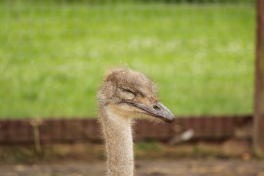 Devekuşu kafa yeşil bir arka plan, seçici odak kapalı gözler ile