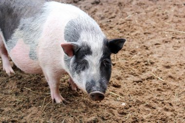 Domuz çiftliğigün batımında 27 kilometre sürücü