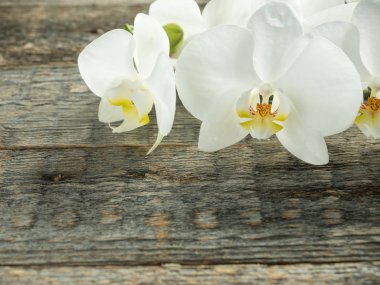 Beyaz Orkide Phalaenopsis ahşap arka plan yakın Tarih