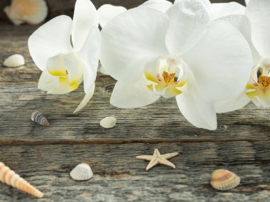 Beyaz Orkide Phalaenopsis ahşap arka plan seashell Tarih