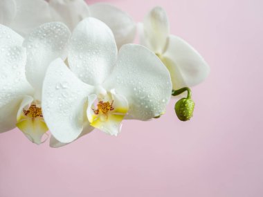 Renkli arka plan pembe kopya alanı üzerinde beyaz orkide çiçek