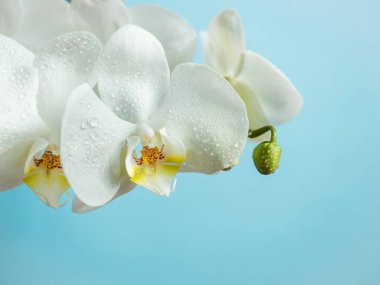 Renkli arka plan mavi kopya alanı üzerinde beyaz orkide çiçek