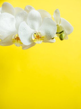 Renkli arka plan sarı kopya alanı üzerinde beyaz orkide çiçek