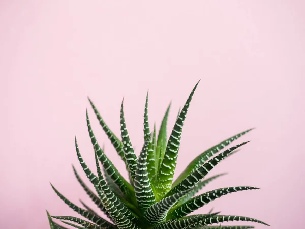 Cactus verde sobre fondo de color rosa vainilla de moda — Foto de Stock