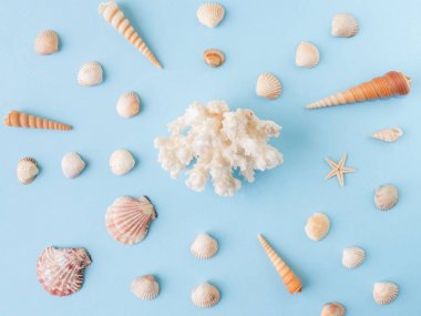 Mavi bir arka plan üzerinde birçok farklı deniz kabukları. Düz yatıyordu.
