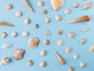 Mavi bir arka plan üzerinde birçok farklı deniz kabukları. Düz yatıyordu.