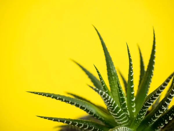 Cactus verde sobre un fondo de color amarillo de moda — Foto de Stock