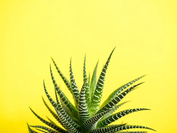 Cactus verde sobre un fondo de color amarillo de moda — Foto de Stock