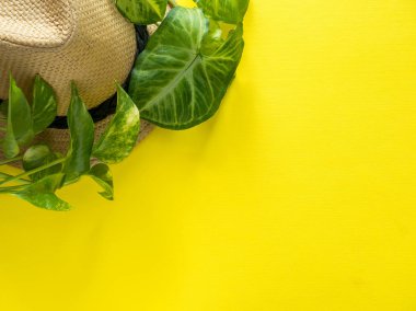 Tatil kavramı, yeşil bitki kahve Kupası güneş gözlüğü bilezik şapka kıyafet kahve sarı arka planda, düz yaprakları yaz yatıyordu, kopya alanı.