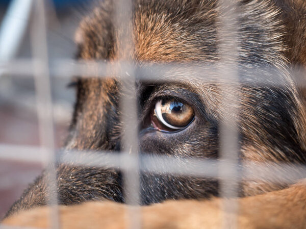 Немецкая овчарка сидит запертая в клетке. Закрывай. Селективный фокус
