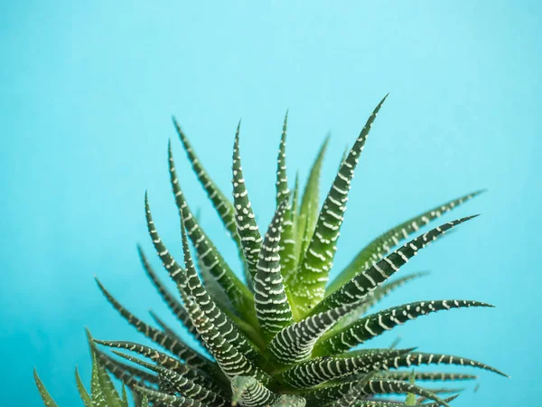 Cactus verde sobre fondo de color azul vainilla de moda — Foto de Stock