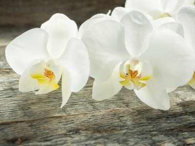 Beyaz Orkide Phalaenopsis ahşap arka plan yakın Tarih