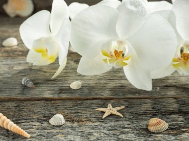 Beyaz Orkide Phalaenopsis ahşap arka plan seashell Tarih