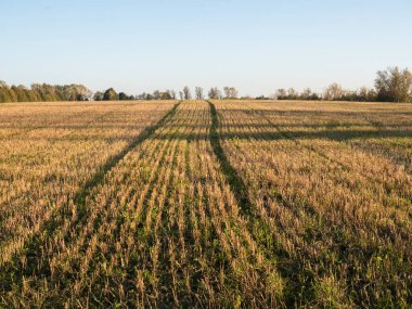 Kırsal alanlara sonbahar günbatımı arka planda ormanları ile