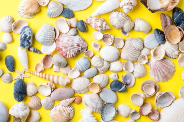 Yaz tatili kavramı. Deniz kabukları Sarı zemin üzerine