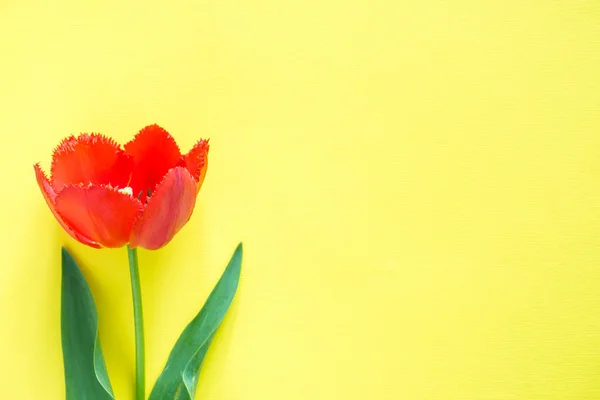 Flores rojas de tulipanes sobre fondo amarillo brillante. Copiar espacio para texto — Foto de Stock