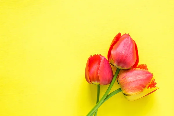 Flores rojas de tulipanes sobre fondo amarillo brillante. Copiar espacio para texto — Foto de Stock