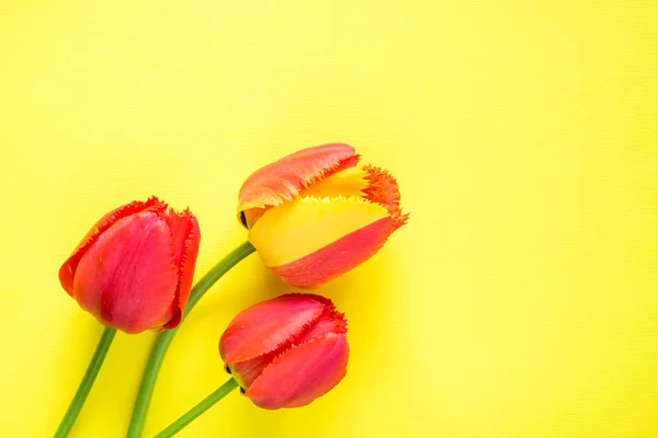 Flores rojas de tulipanes sobre fondo amarillo brillante. Copiar espacio para texto — Foto de Stock