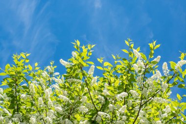 Mavi gökyüzünde bahar çiçek açması erik ağacı