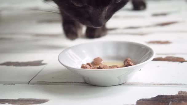 Черный домашний кошачий корм с тарелки на полу. Корм для домашних животных. Закрыть . — стоковое видео