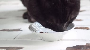 Yerde duran tabaktan ev yapımı kedi maması. Evcil hayvan maması. Kapat..