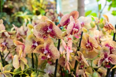 Serada çiçek açan orkideler. Renkli orkide çiçekleri tropik bir kış bahçesinde yetişir.