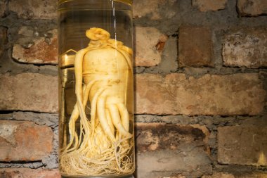Cam kavanozda ginseng kökü. Ginseng kökünün tıbbi tortusu