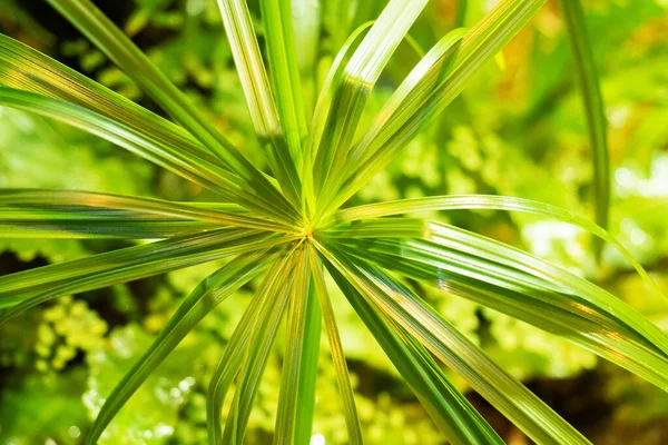 Bakgrund Gröna Tropiska Blad Träd Och Buskar Som Växer Växthuset — Stockfoto