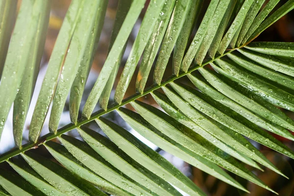 Bakgrund Gröna Palmblad Närbild — Stockfoto