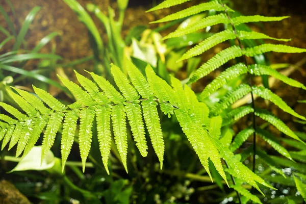 温室内で生育する樹木や茂みの緑の熱帯の葉の背景 — ストック写真