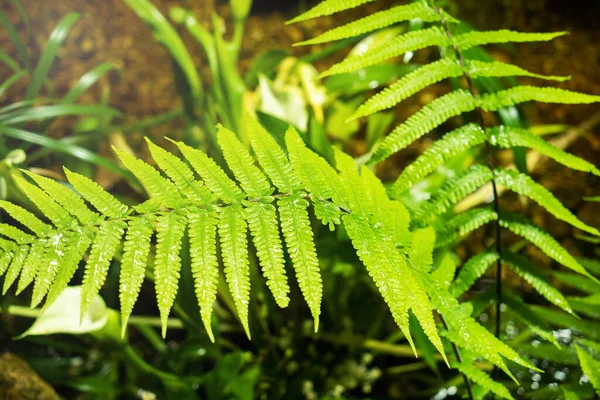 Bakgrund Gröna Tropiska Blad Träd Och Buskar Som Växer Växthuset — Stockfoto