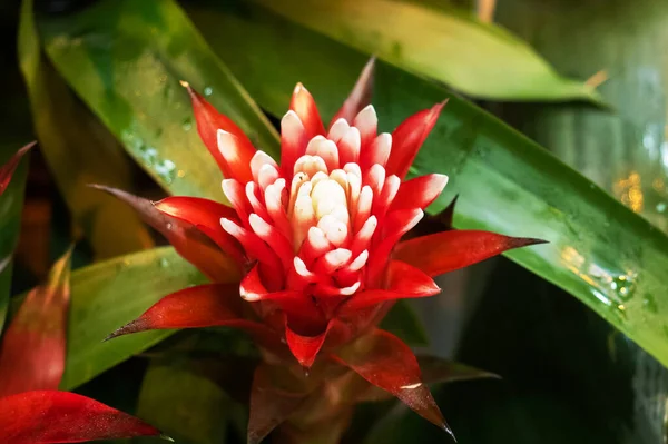 Flores Vermelhas Guzmania Crescendo Uma Estufa Tropical — Fotografia de Stock