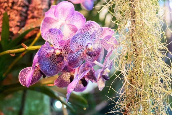 Orchidées Fleurs Dans Serre Fleurs Orchidée Colorées Poussent Dans Jardin — Photo