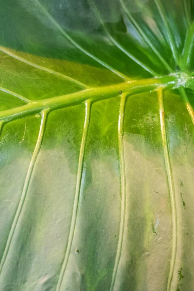 Bakgrund Gröna Tropiska Blad Träd Och Buskar Som Växer Växthuset — Stockfoto