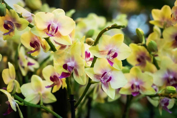 Blooming orchids in the greenhouse. Colored Orchid flowers grow in a tropical winter garden