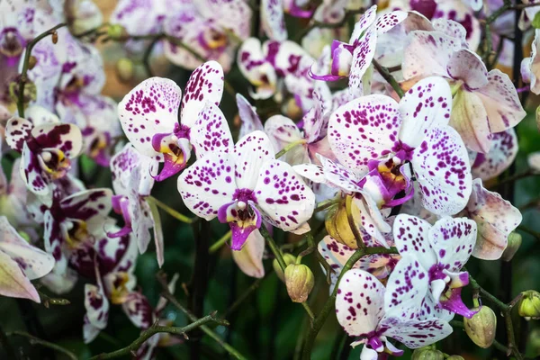 Orquídeas Florescentes Estufa Flores Orquídeas Coloridas Crescem Jardim Tropical Inverno — Fotografia de Stock