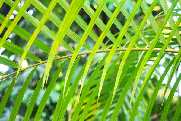 Bakgrund Gröna Palmblad Närbild — Stockfoto