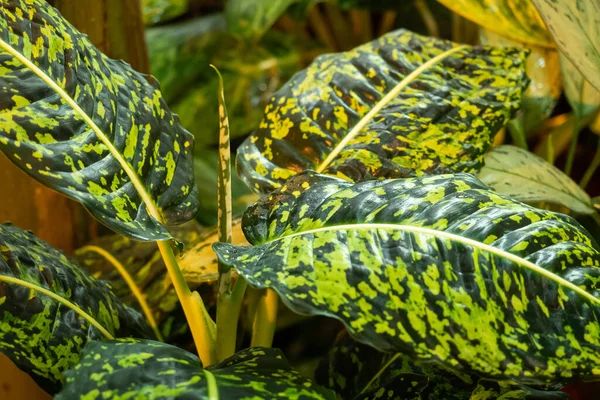 Bakgrund Gröna Tropiska Blad Träd Och Buskar Som Växer Växthuset — Stockfoto