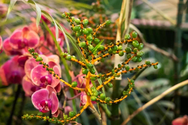 Rozkvetlé Orchideje Skleníku Barevné Orchideje Květiny Rostou Tropické Zimní Zahradě — Stock fotografie