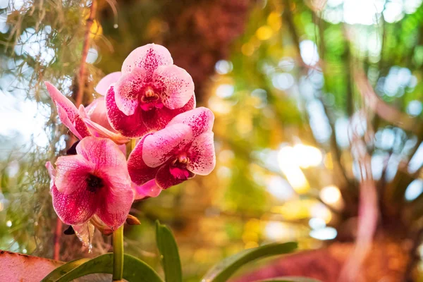 Rozkvetlé Orchideje Skleníku Barevné Orchideje Květiny Rostou Tropické Zimní Zahradě — Stock fotografie