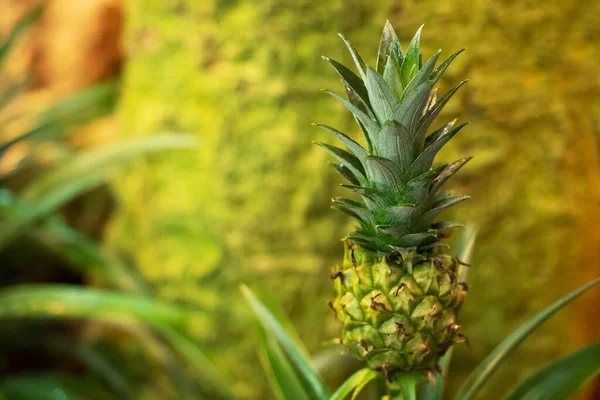 Een Kleine Ananas Kweken Een Tropische Kas — Stockfoto