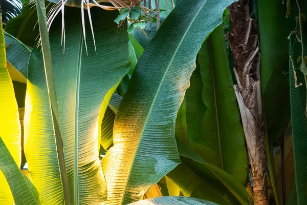 Gröna Blad Växande Banan Växthuset Belyst Ljus — Stockfoto