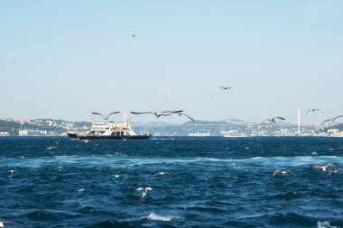İstanbul 'daki Boğaz' ın suları üzerinde çok sayıda martı uçuyor.