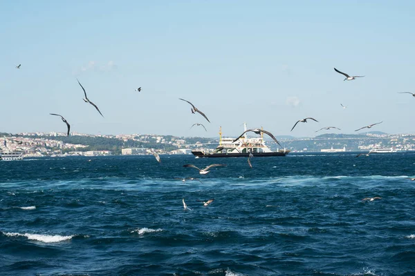 İstanbul 'daki Boğaz' ın suları üzerinde çok sayıda martı uçuyor.