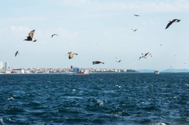 İstanbul 'daki Boğaz' ın suları üzerinde çok sayıda martı uçuyor.