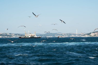 İstanbul 'daki Boğaz' ın suları üzerinde çok sayıda martı uçuyor.