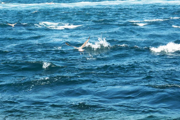 Nombreux Goélands Survolent Les Eaux Détroit Bosphore Istanbul — Photo