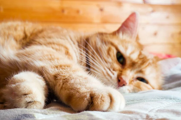 Ginger cat years on the bed in a blanket. cozy home and relax concept