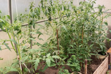 Bir daldaki yeşil domatesler bir serada büyüyor.