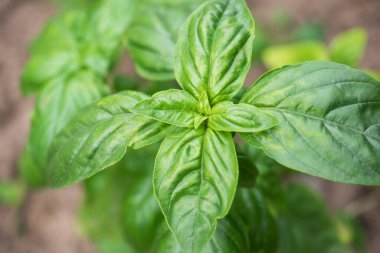 Yeşil Basil yaprakları. Bahçe yatağında güzel kokulu baharatlar yetişir.
